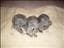 Sheva