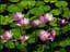 Safirblomman